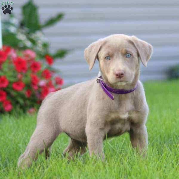 Krissy, Silver Labrador Retriever Puppy