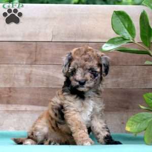 Kristen, Miniature Poodle Puppy