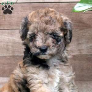 Kristen, Miniature Poodle Puppy