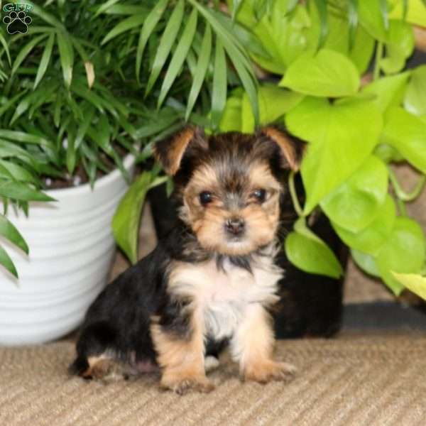 Kutie, Yorkie Puppy