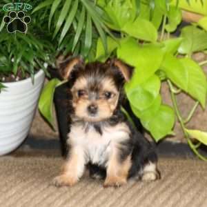Kutie, Yorkie Puppy