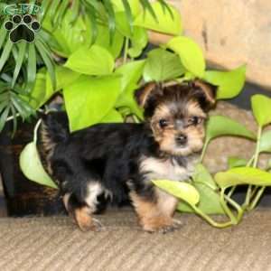 Kutie, Yorkie Puppy