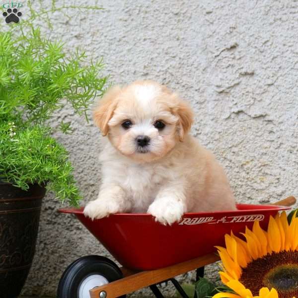 Kyle, Maltipoo Puppy