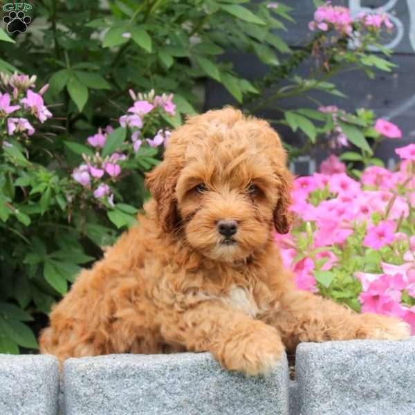 Kyle, Cockapoo Puppy