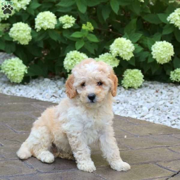 Kyle, Mini Goldendoodle Puppy