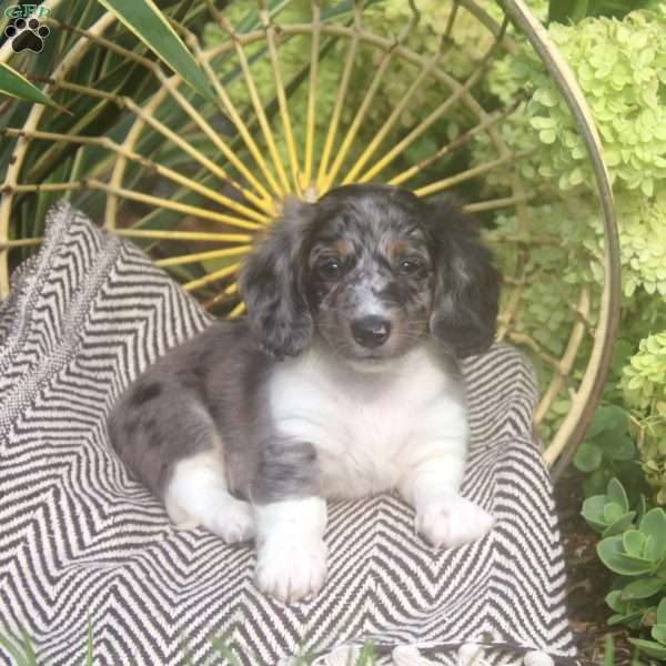 Kyle, Dachshund Puppy