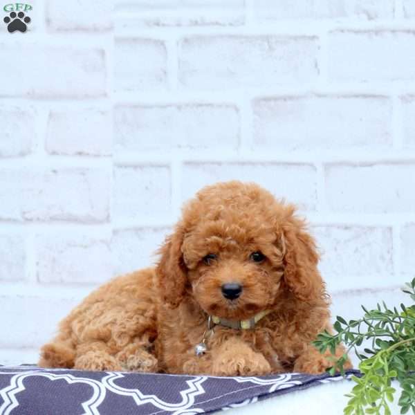 Kyle, Cavapoo Puppy
