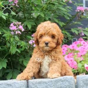 Kyle, Cockapoo Puppy