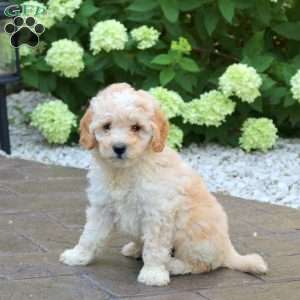 Kyle, Mini Goldendoodle Puppy