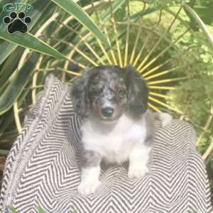 Kyle, Dachshund Puppy