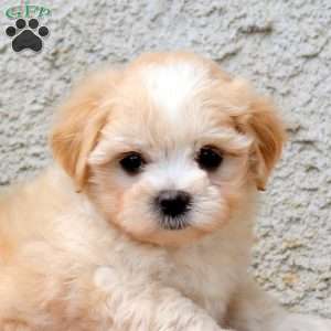 Kyle, Maltipoo Puppy