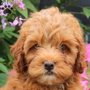 Kyle, Cockapoo Puppy