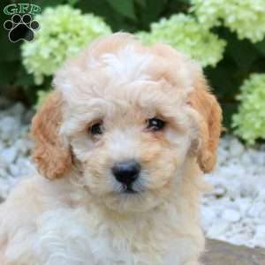 Kyle, Mini Goldendoodle Puppy