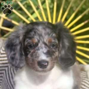 Kyle, Dachshund Puppy