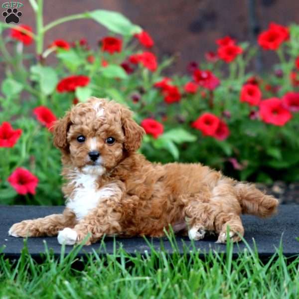 Kyle, Cavapoo Puppy
