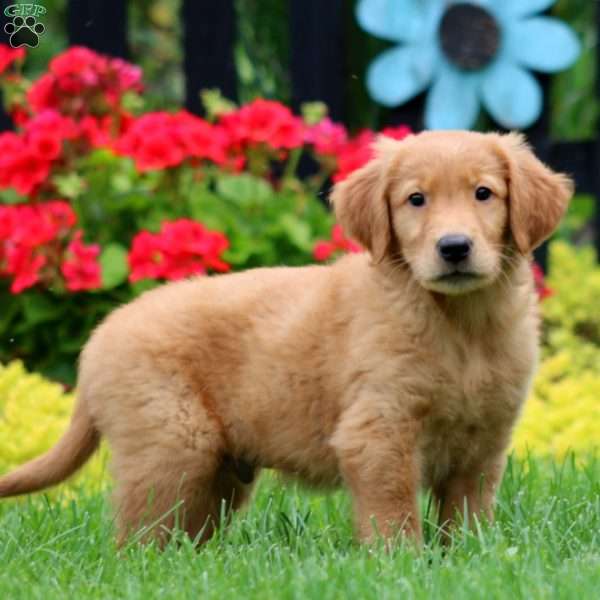Kyle, Golden Retriever Puppy