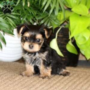 Kyle, Yorkie Puppy