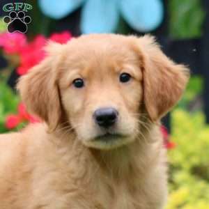 Kyle, Golden Retriever Puppy