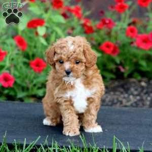 Kyle, Cavapoo Puppy