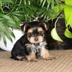 Kyle, Yorkie Puppy