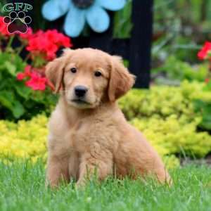 Kyle, Golden Retriever Puppy
