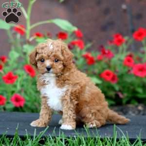 Kyle, Cavapoo Puppy
