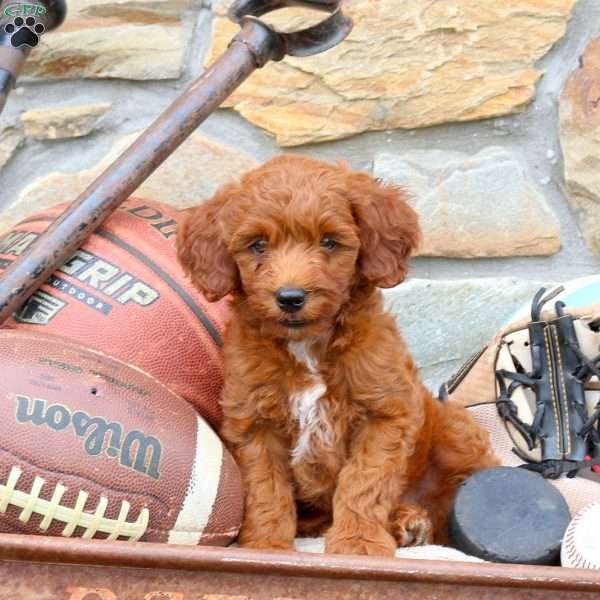 Kyles, Mini Goldendoodle Puppy