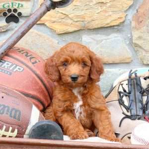 Kyles, Mini Goldendoodle Puppy
