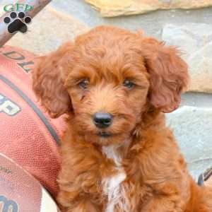 Kyles, Mini Goldendoodle Puppy