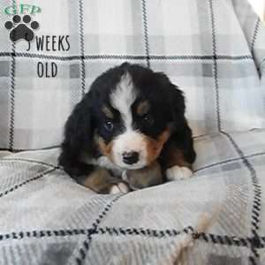 Lacey, Bernese Mountain Dog Puppy
