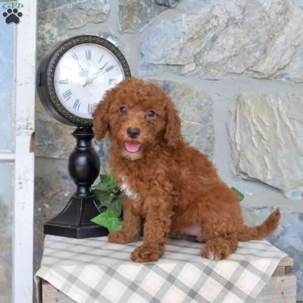 Lacy, Mini Goldendoodle Puppy