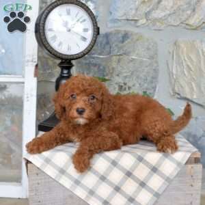 Lacy, Mini Goldendoodle Puppy