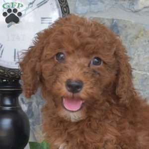 Lacy, Mini Goldendoodle Puppy