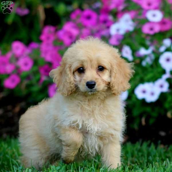 Lacy, Cockapoo Puppy