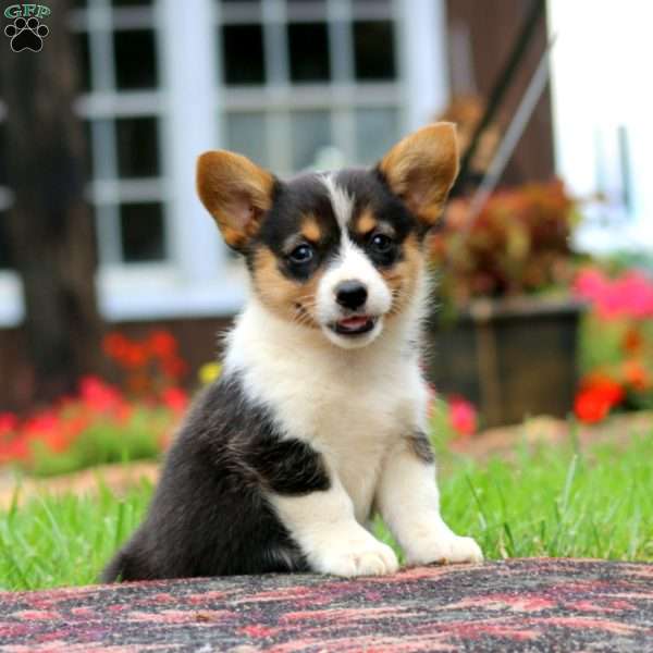 Lacy, Pembroke Welsh Corgi Puppy