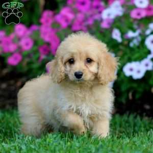 Lacy, Cockapoo Puppy