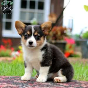 Lacy, Pembroke Welsh Corgi Puppy