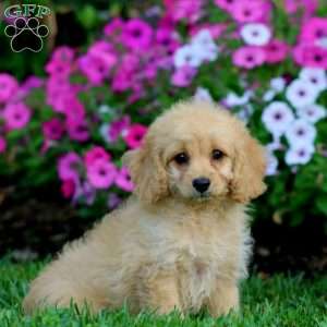 Lacy, Cockapoo Puppy