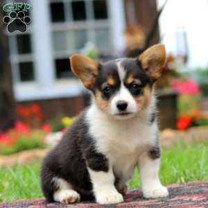 Lacy, Pembroke Welsh Corgi Puppy