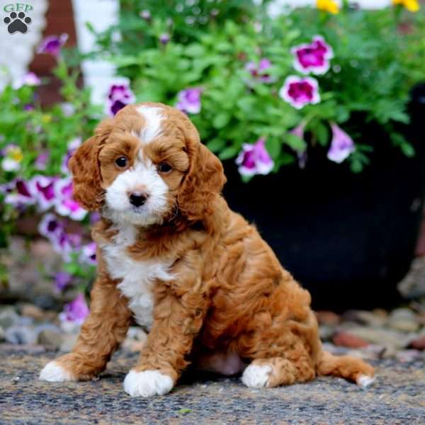 Ladele, Cavapoo Puppy