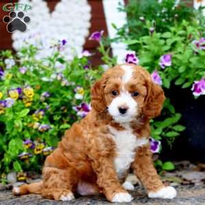 Ladele, Cavapoo Puppy