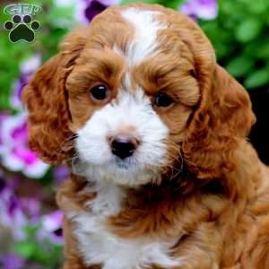 Ladele, Cavapoo Puppy