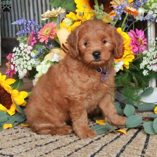 Lady, Mini Goldendoodle Puppy