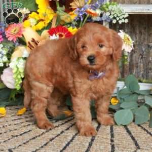 Lady, Mini Goldendoodle Puppy