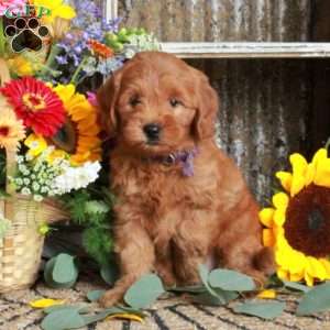 Lady, Mini Goldendoodle Puppy