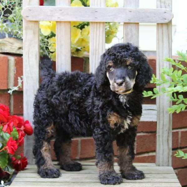 Lily, Standard Poodle Puppy