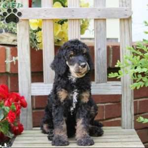 Lily, Standard Poodle Puppy