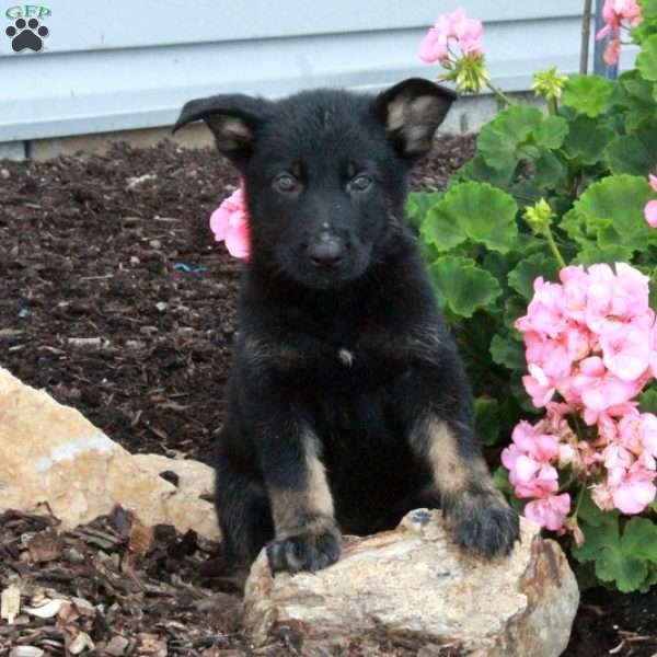 Lance, German Shepherd Puppy