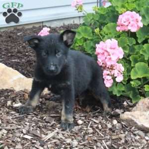 Lance, German Shepherd Puppy