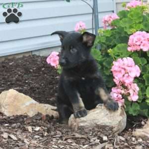 Lance, German Shepherd Puppy